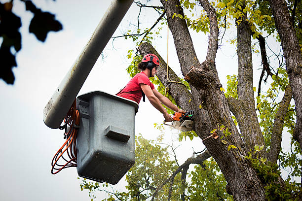 Professional Tree Removal in Oakdale, NY